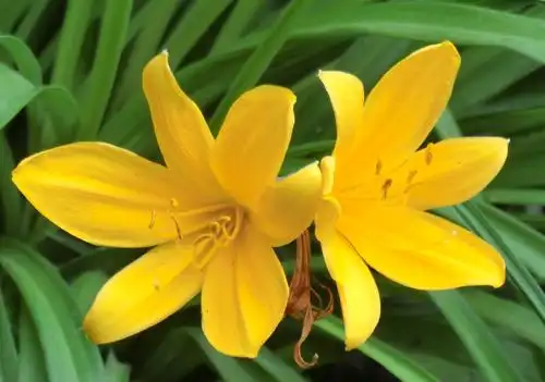 黄花菜图片 黄花菜草本野菜植物图片