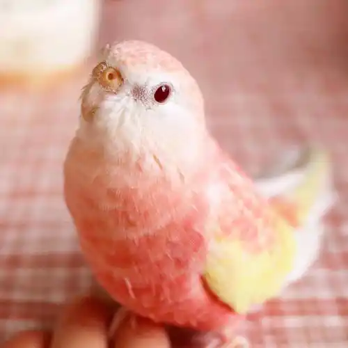 秋草鹦鹉,是蜜桃味的.