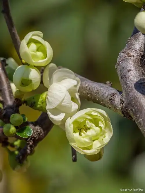 金钱绿萼梅和绿梅的区别
