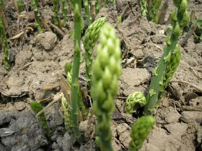 故乡的山野菜 - 空谷幽兰 - 空谷幽兰憩居