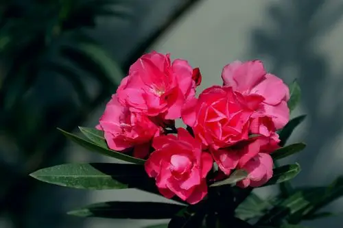 欧洲夹竹桃,颜色鲜艳惹人爱.