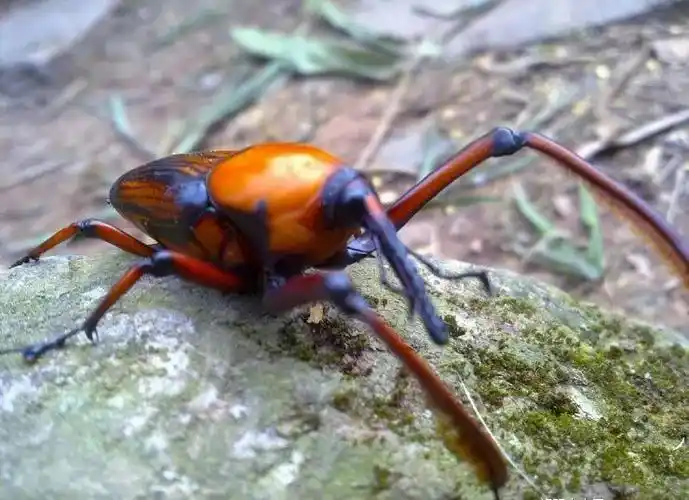 武冈人一打谷子就看到这种虫遍地都是现在卖100多块一斤