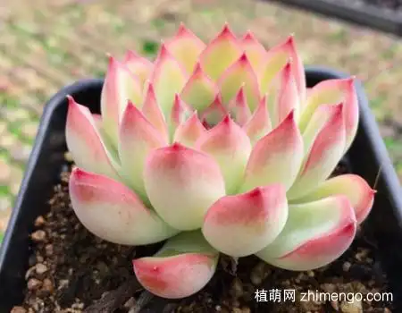 樱桃多肉怎么养,樱桃多肉养殖方法-粮油种植_【三农电视网】农村养殖