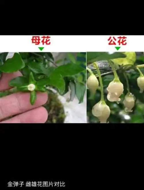 原来带母花的金弹子树,会这么被盆友们认可!