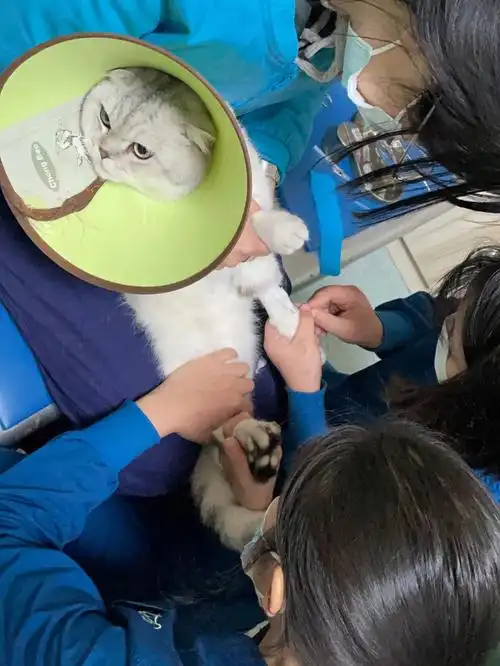 昨天带他它绝育的,哇没想到它脾气那么凶,打针的时候从没听过叫的那么