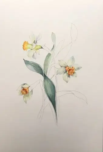 水彩画昨儿晚一幅典雅的水仙花附上过程图