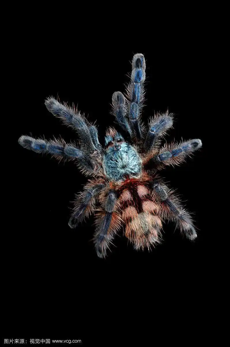 油彩粉红脚蜘蛛,蜘蛛