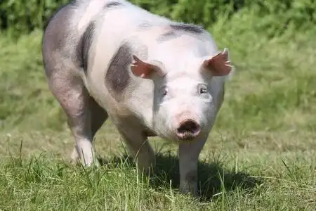 女性的皮特兰猪正在草地照片