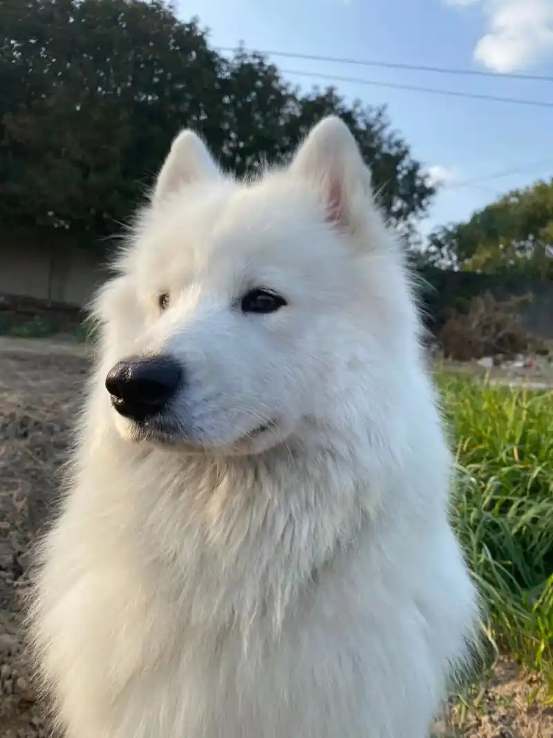 这张照片实在是太可爱了 #萨摩耶 #家有傻狗 - 抖音