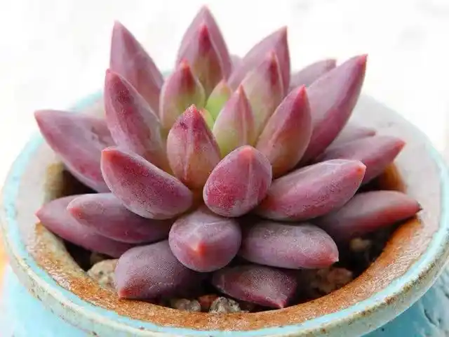 多肉红蜻蜓,喜欢带有暗纹的品种别错过,迷恋其肥厚又紧实的叶片