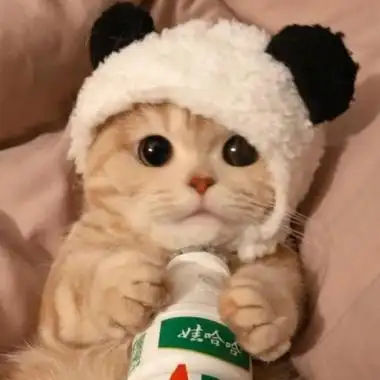 可爱萌萌哒适合做头像的动物图片