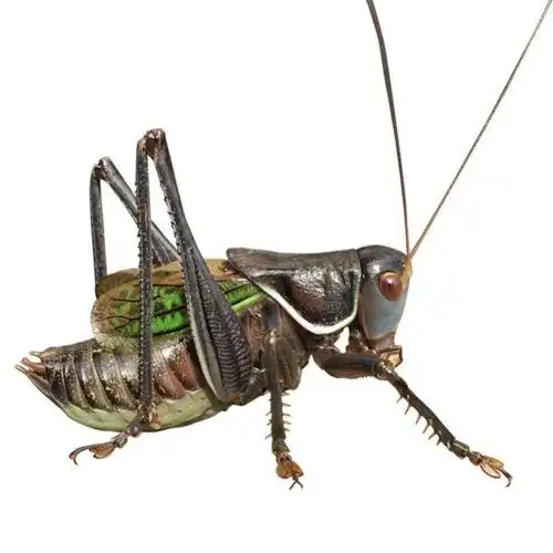 螽斯(鸣虫中体型较大的昆虫))_石塘网