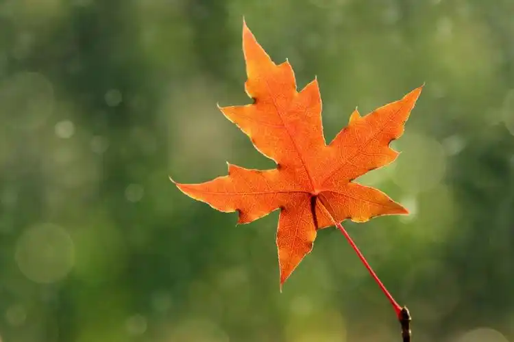 我收藏的枫叶图片3