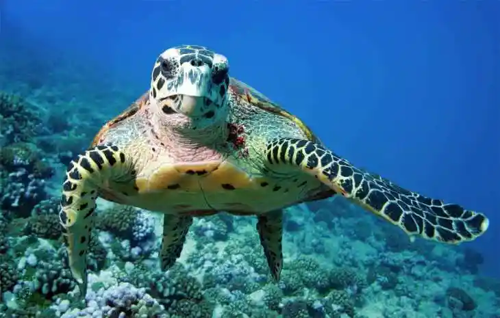 adopt a sea turtle on redang, malaysia!