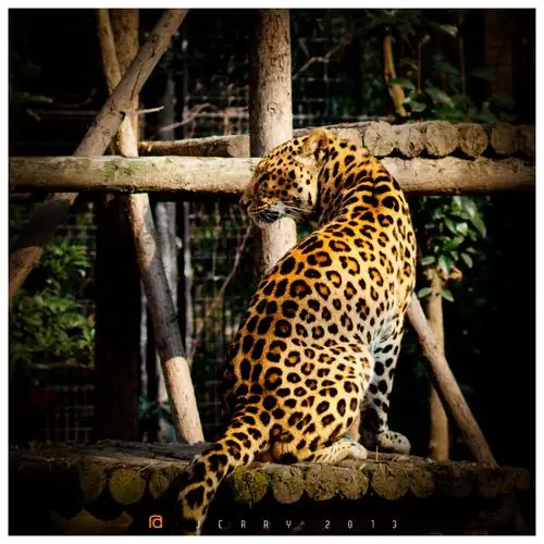 美洲豹 - liutime - 图虫网 - 最好的摄影师都在这