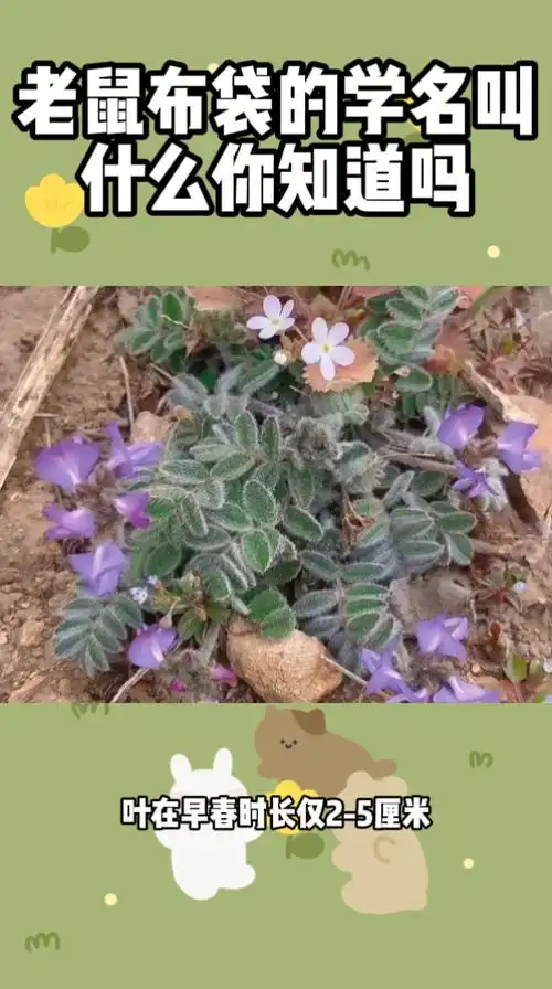 老鼠布袋的学名叫什么你知道吗