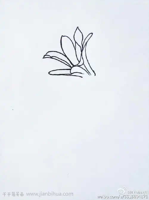 一株黄花菜简笔画