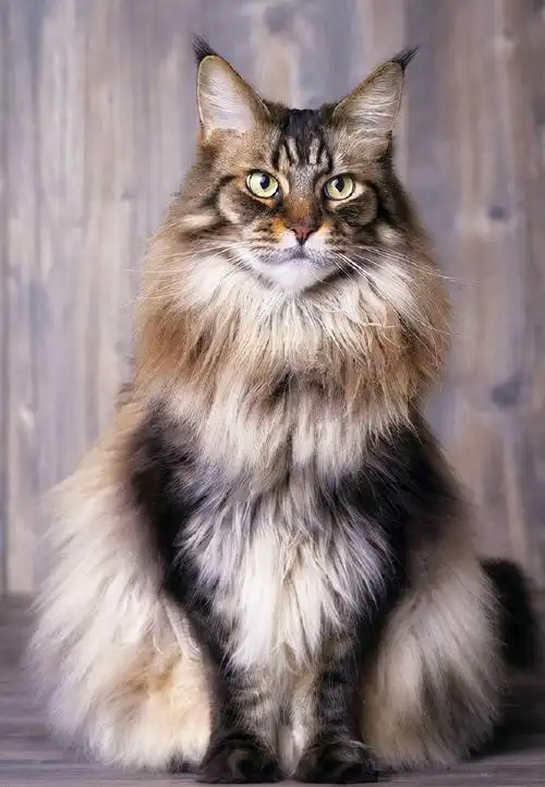 伯曼猫多少钱一只(最乖的和最调皮的猫) - 价格百科