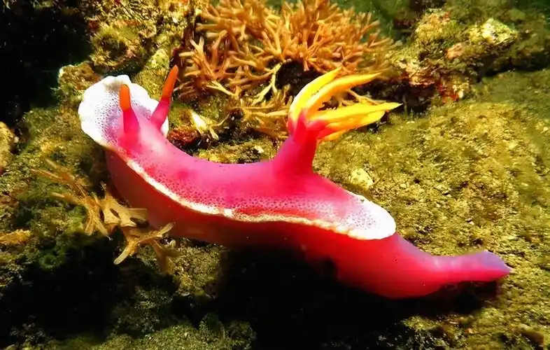 萌萌的海兔,奇葩的生物,看看就好,千万别碰,它的本领可不简单