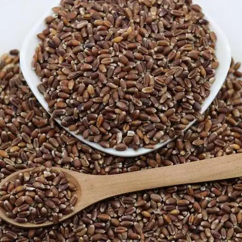 低温烘焙黑麦 熟黑麦 打粉原料 五谷豆浆 一件代发黑麦