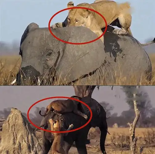 狮群围捕猎杀大象,接下来的场面让人出乎意料,网友:太狠了!