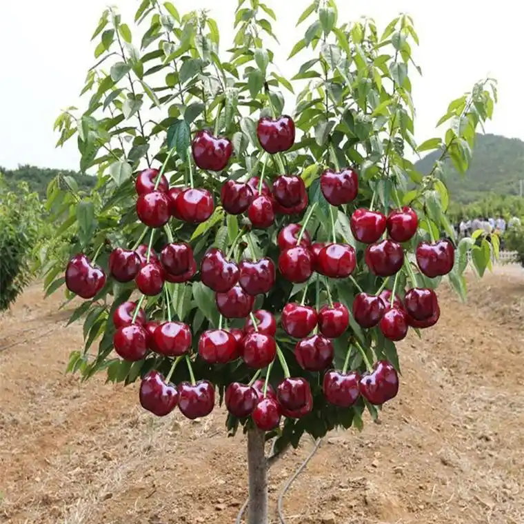 特大车厘子树苗樱桃树苖盆栽地栽南方北方庭院种植果树苗樱桃成活