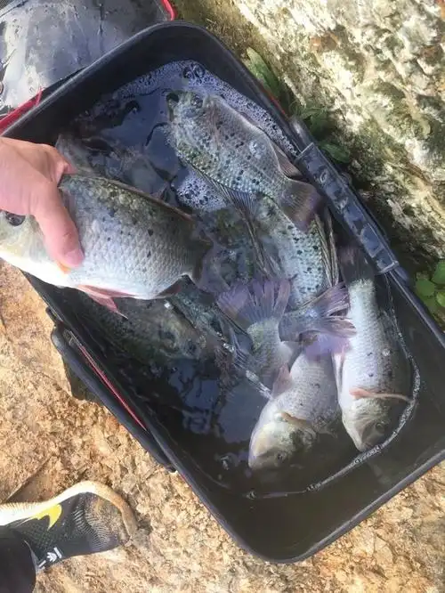 昨天口不错,斑点非