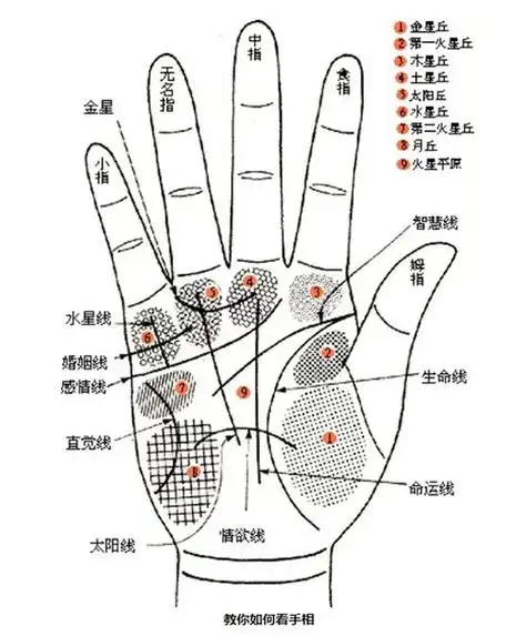 怎么看手相(怎么看手相图解男)_竞价网
