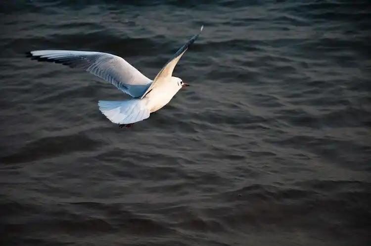 海燕作者高尔基