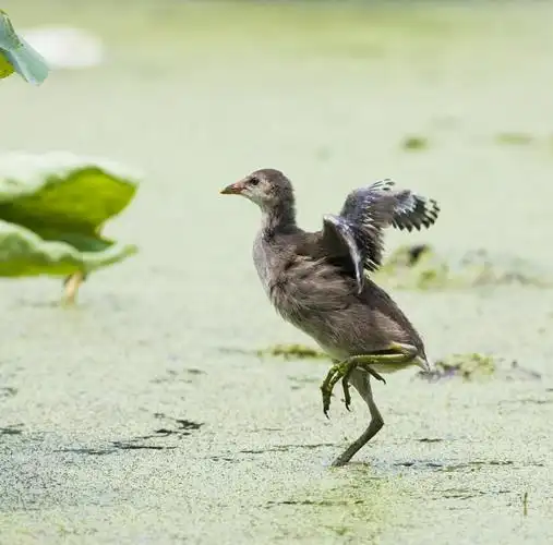 欢乐童年黑水鸡雏鸟