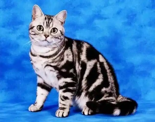 英短虎斑猫品种推荐(盘点那些野性与华丽并存的虎斑豹纹喵)(2)
