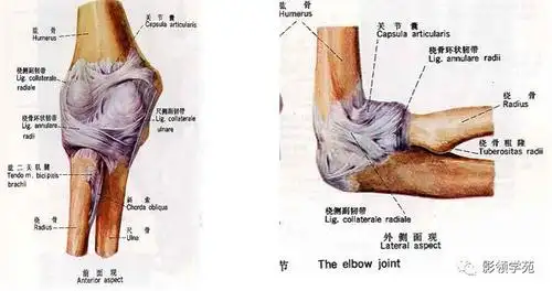肘关节mri临床应用_韧带