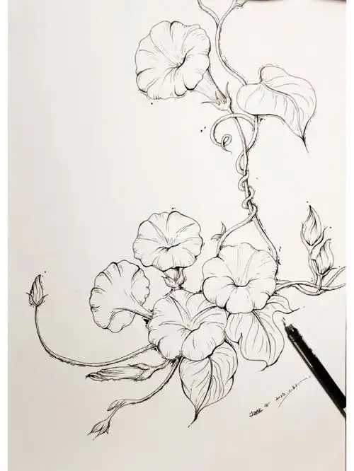牵牛花线描手绘
