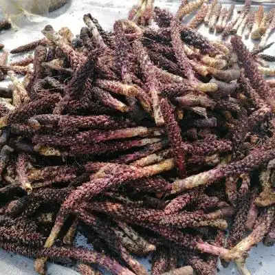 野生草苁大兴安岭草山苞米列当泡酒料煲汤料不老草