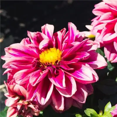 qq菊花头像,多姿多彩娇艳的菊花图片