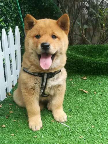 00淘宝新品虎斑广西土猎赶山狗柴犬看家护院土狗幼犬中华田园犬宠物