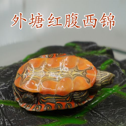 龟活体深水龟宠物龟小乌龟活物观赏龟东锦龟苗龟朴彩(pucai) 普通西锦