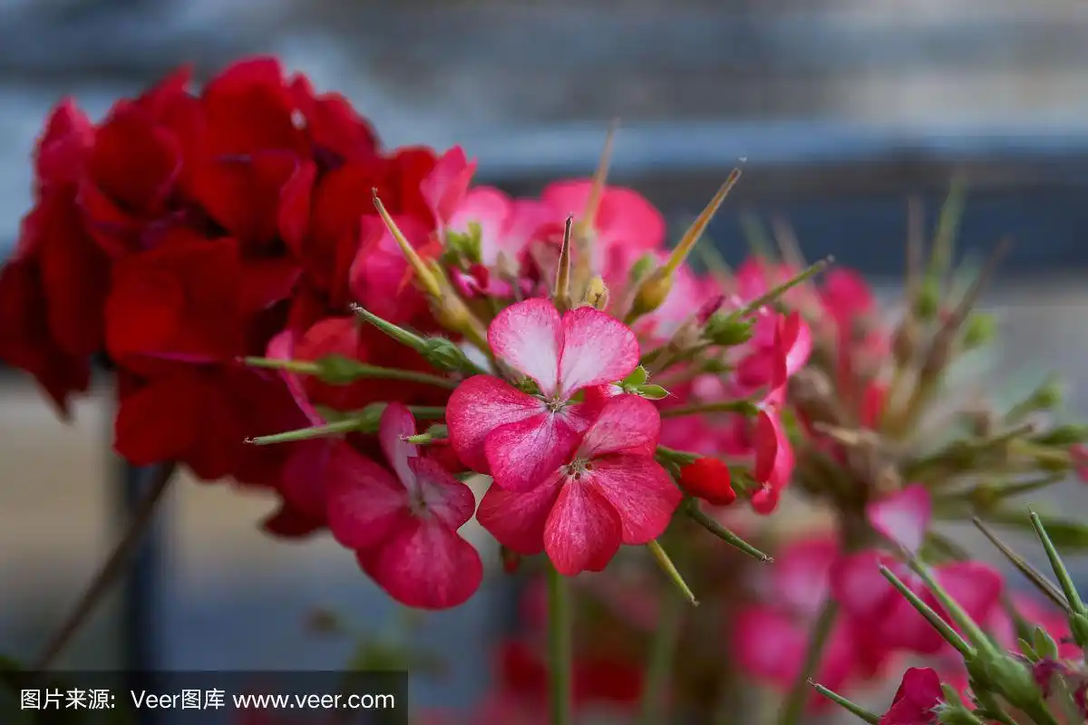 花园里天竺葵的猩红色花朵