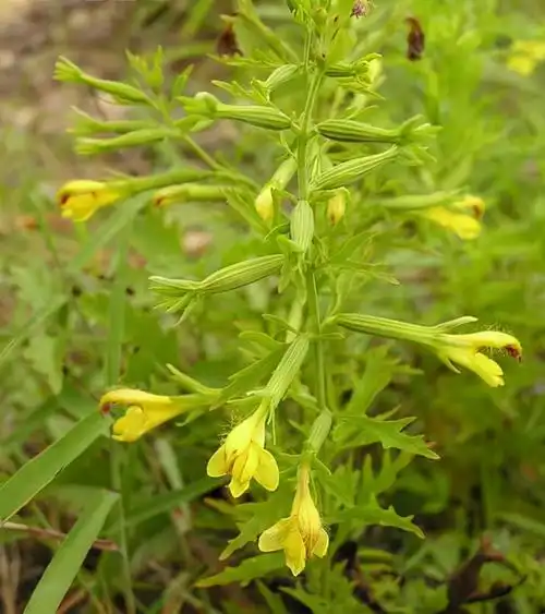 民间野生草药图片大全(68种可食用的药用植物) - 赤虎壹号