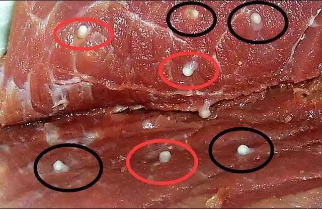 泰国男子胃疼,上厕所时拉出5米多长的虫子,还在蠕动|寄生虫|绦虫_网易