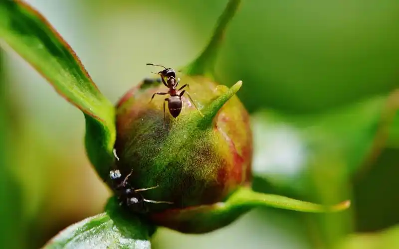 一只蚂蚁爬在牡丹花蕾上高清原图查看