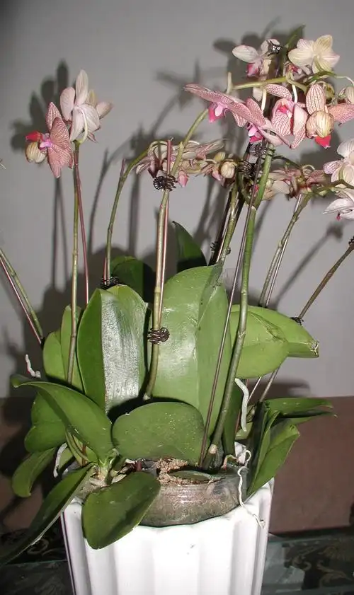 朋友送来珍珠兰