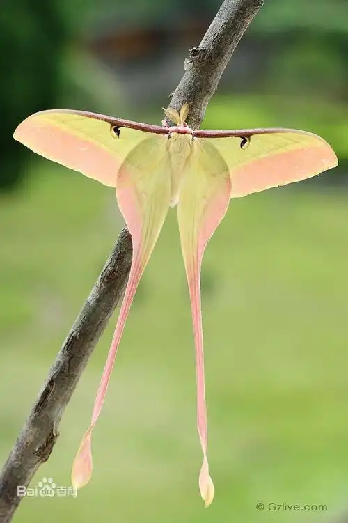 展开全部 长尾大蚕蛾,百度图片 向左转  向右转