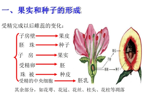 济南版果实和种子的形成