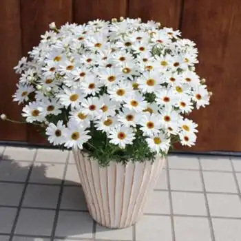 虹越新品玛格丽特木茼蒿格兰黛丝140盆栽苗室内盆栽庭院花卉植物白色