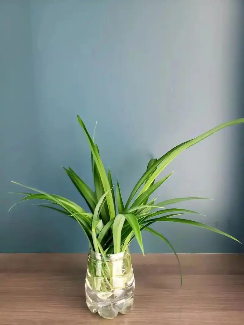 生活的艺术,来自于生活的方方面面.😜 矿泉水瓶插出精美的小 - 抖音