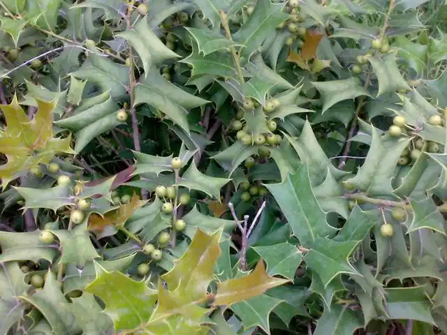 前几天小花见到一种植物非常的奇特,一时还不知道该怎么形容它,不过在