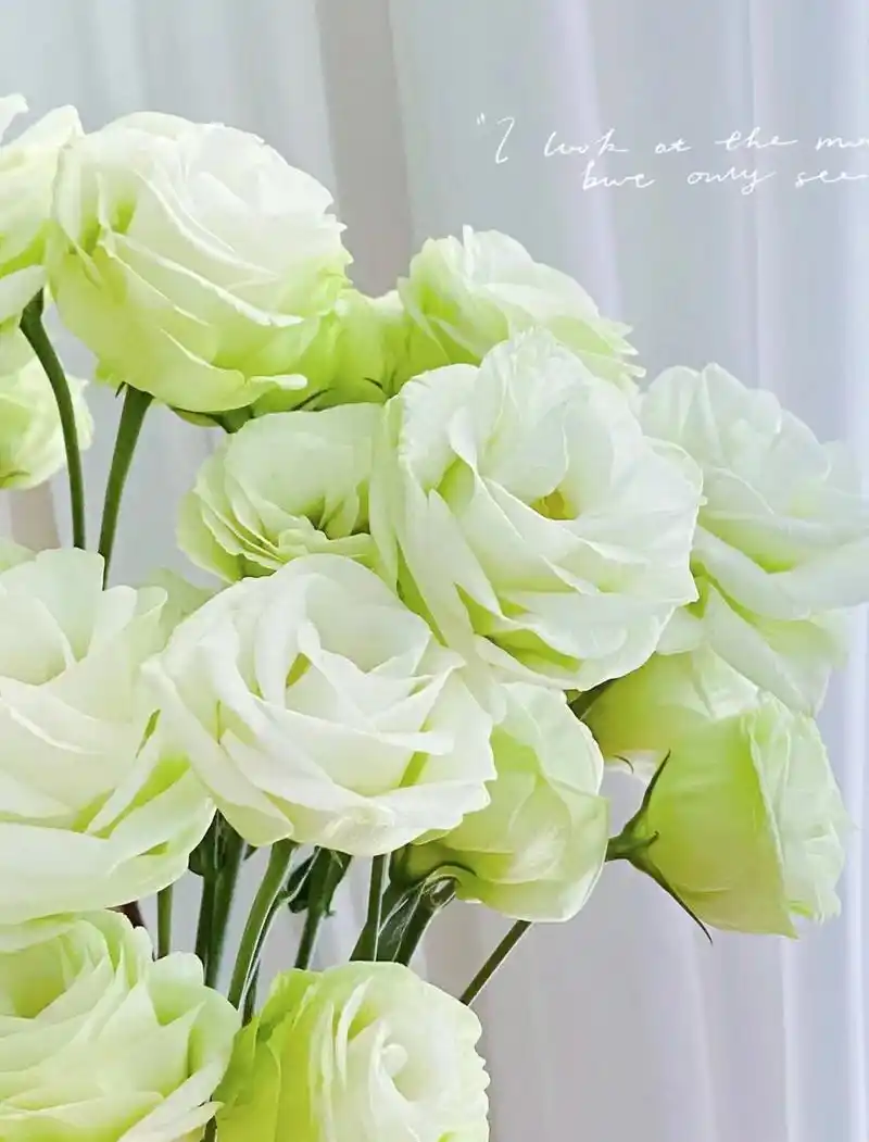 带你每天认识一种花——洋桔梗