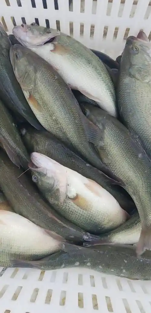 鲈鱼(鲈鱼怎么做最好吃)