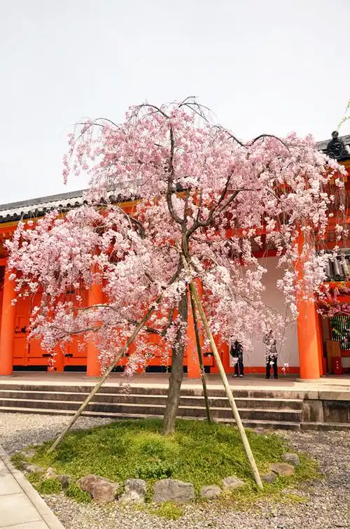 一个庭院控眼中的樱花季